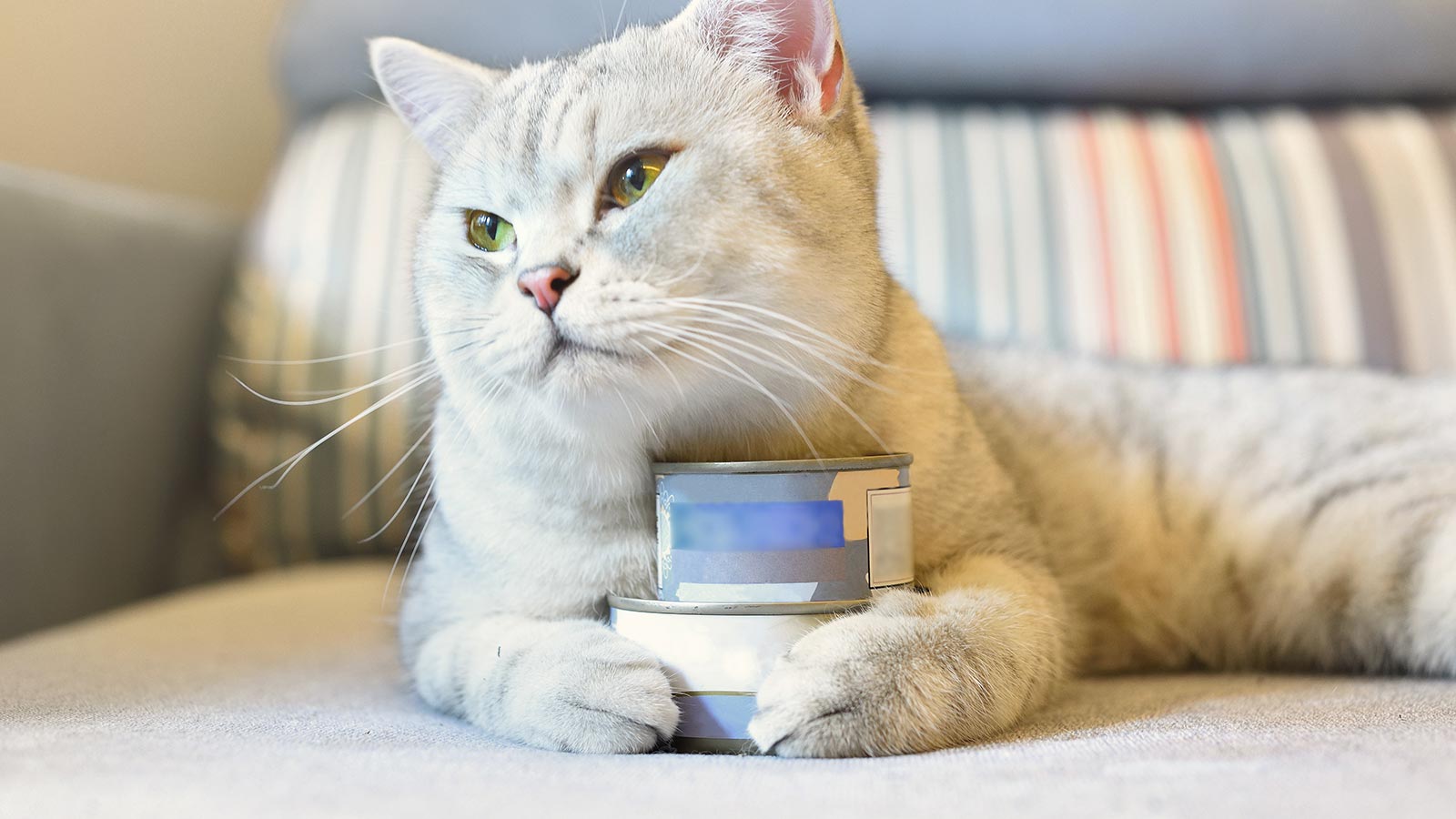 Que le das de comer al gato